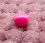 Pink Nose ($1)